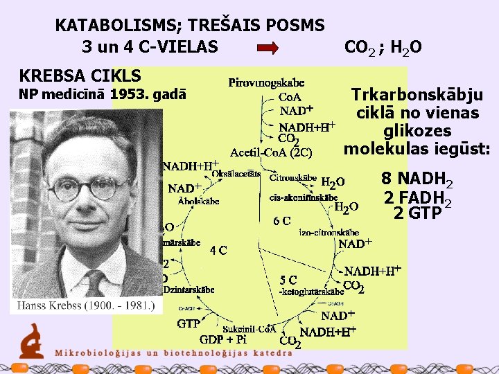 KATABOLISMS; TREŠAIS POSMS 3 un 4 C-VIELAS KREBSA CIKLS NP medicīnā 1953. gadā CO