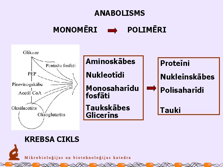 ANABOLISMS MONOMĒRI KREBSA CIKLS POLIMĒRI Aminoskābes Proteīni Nukleotīdi Nukleīnskābes Monosaharīdu fosfāti Polisaharīdi Taukskābes Glicerīns
