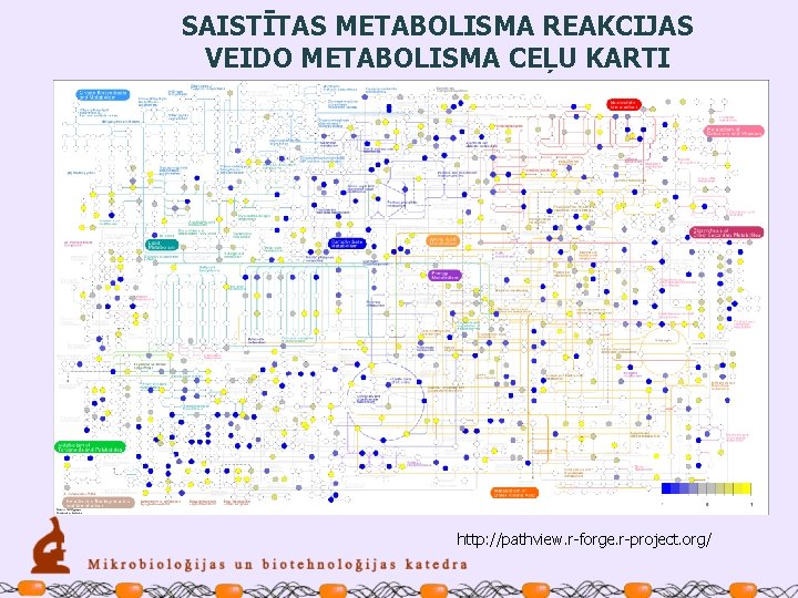 SAISTĪTAS METABOLISMA REAKCIJAS VEIDO METABOLISMA CEĻU KARTI http: //pathview. r-forge. r-project. org/ 