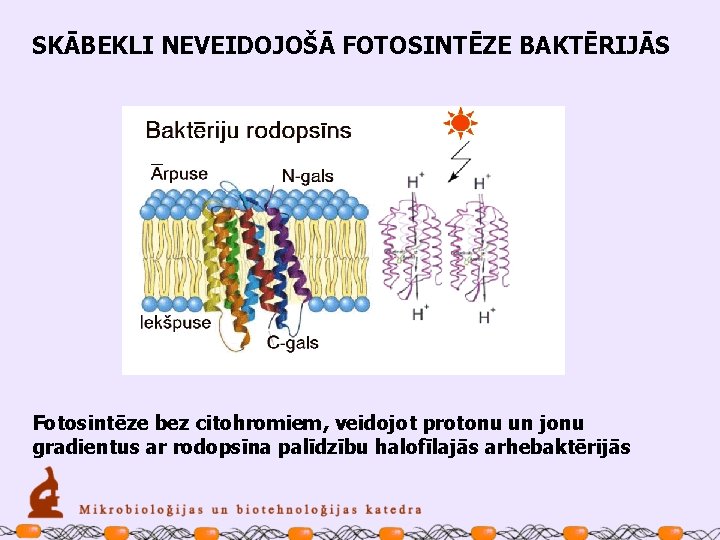 SKĀBEKLI NEVEIDOJOŠĀ FOTOSINTĒZE BAKTĒRIJĀS Fotosintēze bez citohromiem, veidojot protonu un jonu gradientus ar rodopsīna