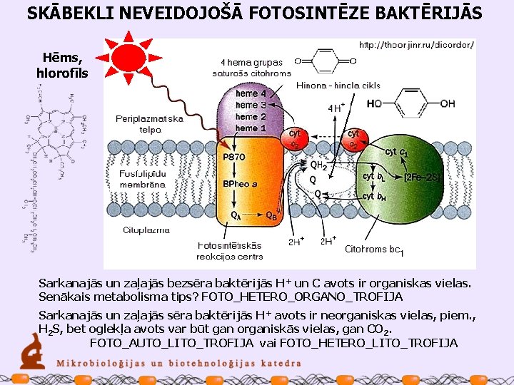 SKĀBEKLI NEVEIDOJOŠĀ FOTOSINTĒZE BAKTĒRIJĀS Hēms, hlorofīls Sarkanajās un zaļajās bezsēra baktērijās H+ un C