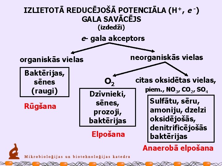 IZLIETOTĀ REDUCĒJOŠĀ POTENCIĀLA (H+, e -) GALA SAVĀCĒJS (izdedži) e- gala akceptors neorganiskās vielas