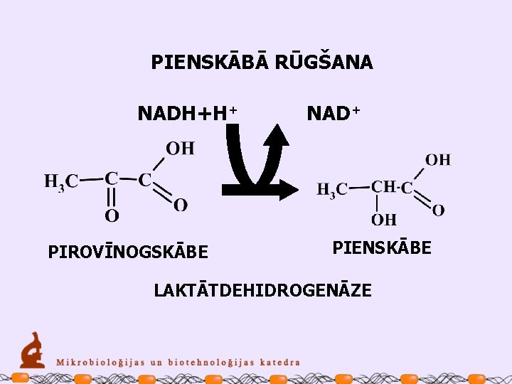 PIENSKĀBĀ RŪGŠANA NADH+H+ PIROVĪNOGSKĀBE NAD+ PIENSKĀBE LAKTĀTDEHIDROGENĀZE 