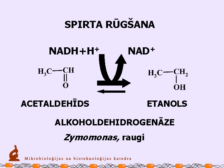 SPIRTA RŪGŠANA NADH+H+ NAD+ ACETALDEHĪDS ETANOLS ALKOHOLDEHIDROGENĀZE Zymomonas, raugi 