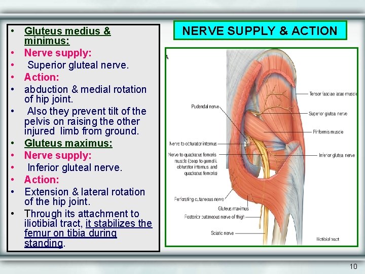  • Gluteus medius & minimus: • Nerve supply: • Superior gluteal nerve. •