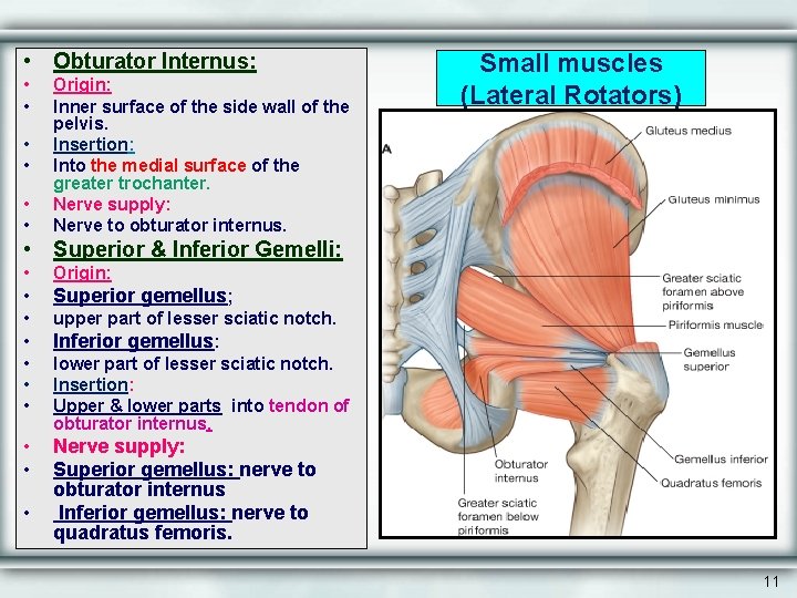  • Obturator Internus: • • • Origin: Inner surface of the side wall