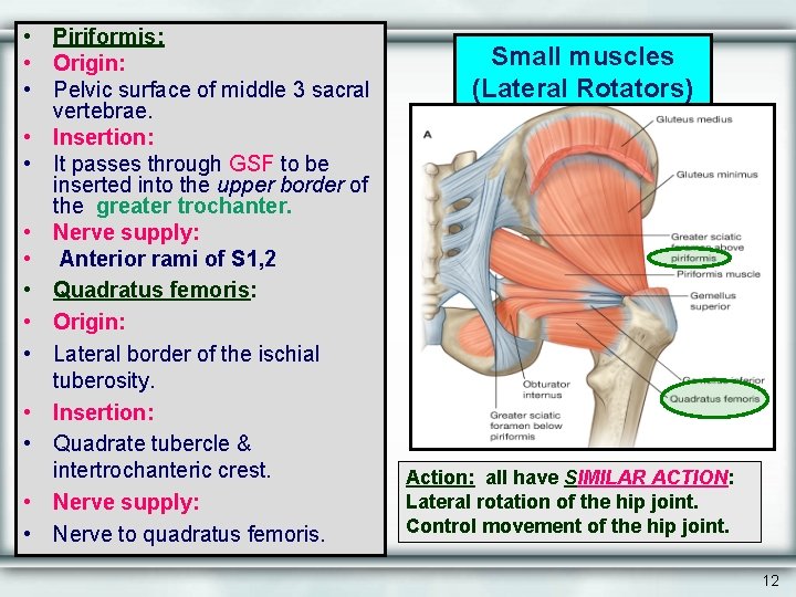  • Piriformis: • Origin: • Pelvic surface of middle 3 sacral vertebrae. •