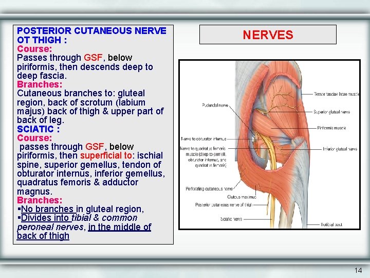 POSTERIOR CUTANEOUS NERVE OT THIGH : Course: Passes through GSF, below piriformis, then descends