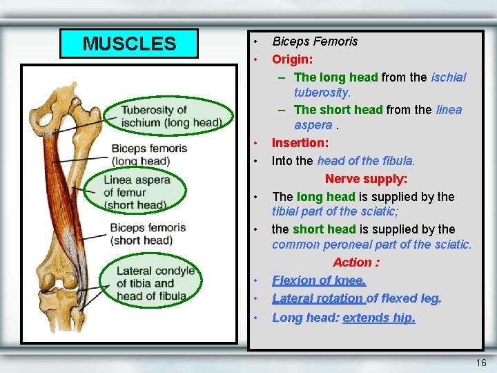 MUSCLES • • Biceps Femoris Origin: – The long head from the ischial tuberosity.