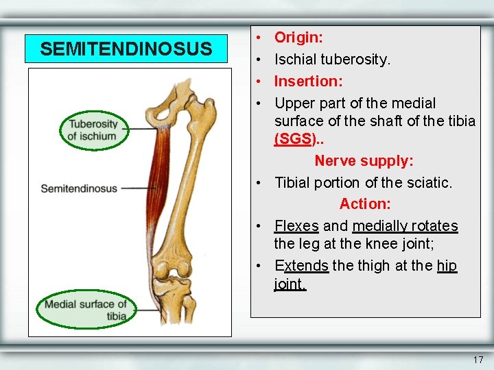 SEMITENDINOSUS • • Origin: Ischial tuberosity. Insertion: Upper part of the medial surface of