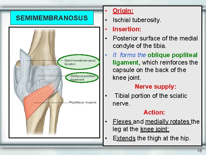 SEMIMEMBRANOSUS • • Origin: Ischial tuberosity. Insertion: Posterior surface of the medial condyle of