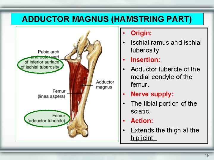 ADDUCTOR MAGNUS (HAMSTRING PART) • Origin: • Ischial ramus and ischial tuberosity • Insertion: