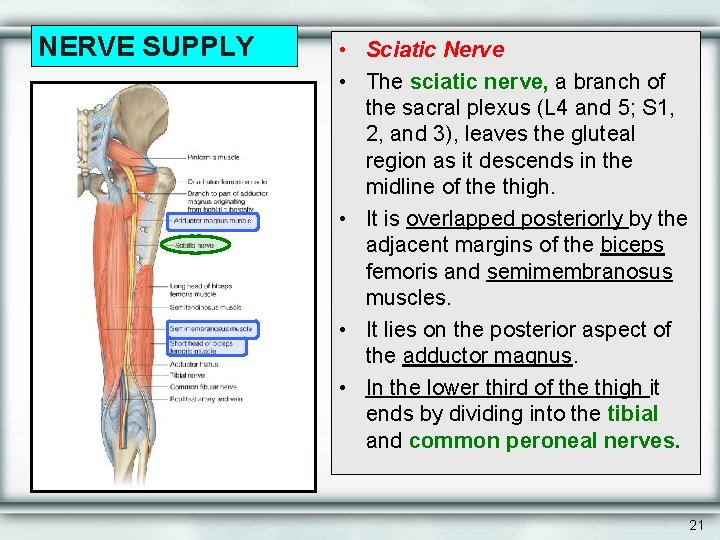 NERVE SUPPLY • Sciatic Nerve • The sciatic nerve, a branch of the sacral