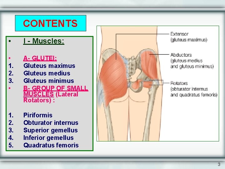 CONTENTS • I - Muscles: • 1. 2. 3. • A- GLUTEI: Gluteus maximus