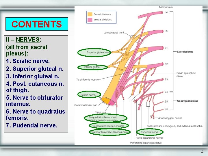CONTENTS II – NERVES: (all from sacral plexus): 1. Sciatic nerve. 2. Superior gluteal