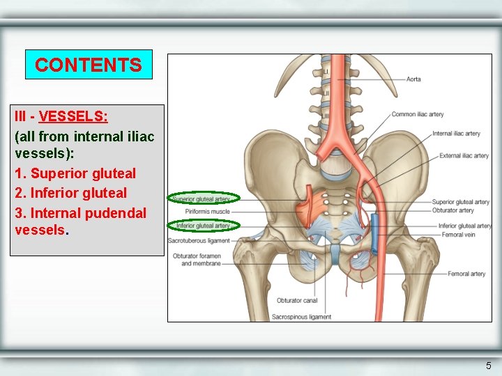 CONTENTS III - VESSELS: (all from internal iliac vessels): 1. Superior gluteal 2. Inferior