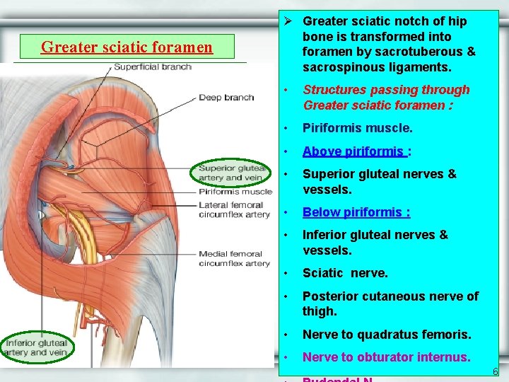 Greater sciatic foramen Ø Greater sciatic notch of hip bone is transformed into foramen
