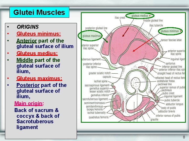 Glutei Muscles • • ORIGINS Gluteus minimus: Anterior part of the gluteal surface of