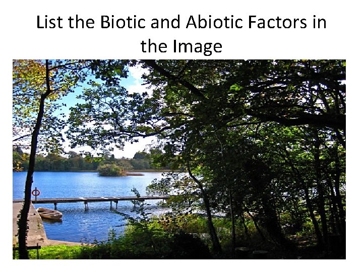 List the Biotic and Abiotic Factors in the Image List the Biotic and Abiotic Factors in the Image