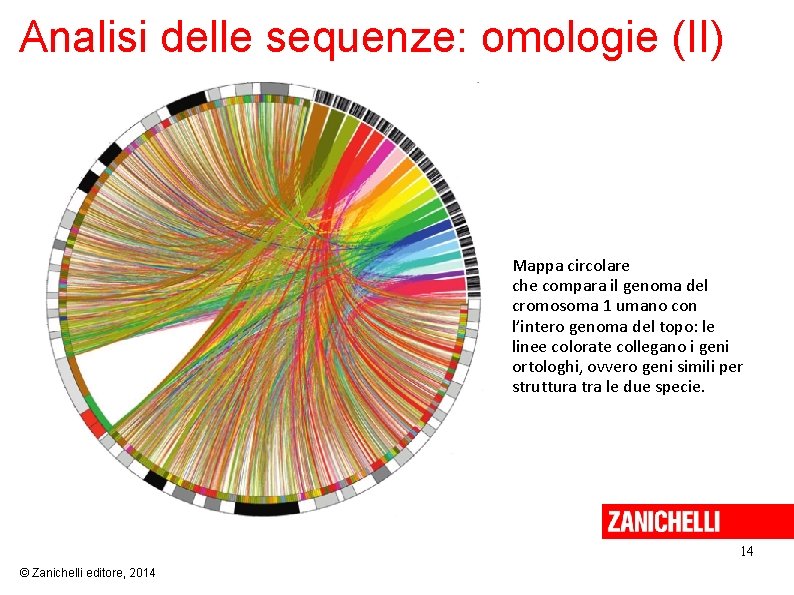 Analisi delle sequenze: omologie (II) Mappa circolare che compara il genoma del cromosoma 1
