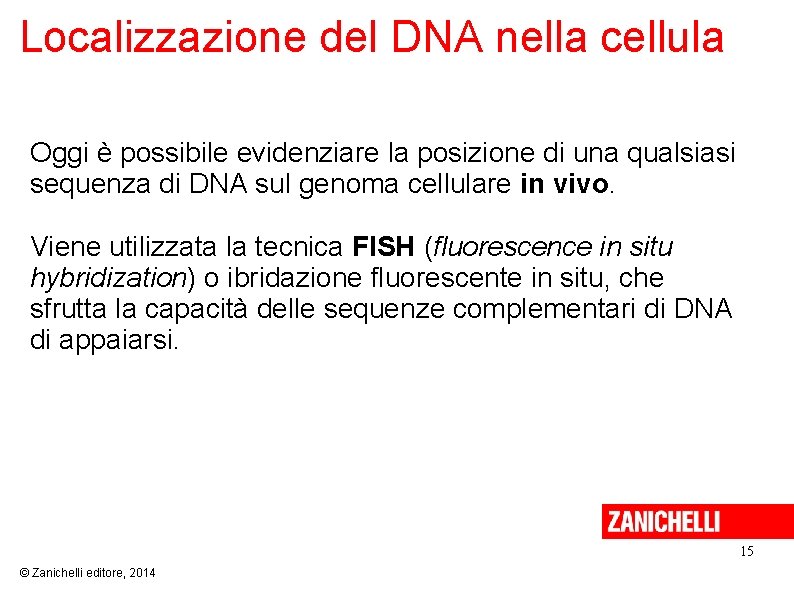Localizzazione del DNA nella cellula Oggi è possibile evidenziare la posizione di una qualsiasi