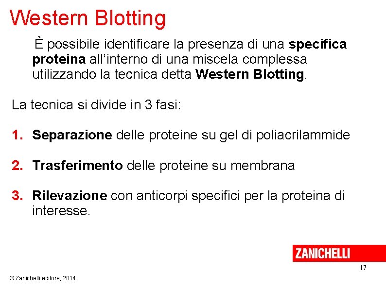Western Blotting È possibile identificare la presenza di una specifica proteina all’interno di una