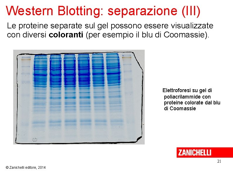 Western Blotting: separazione (III) Le proteine separate sul gel possono essere visualizzate con diversi