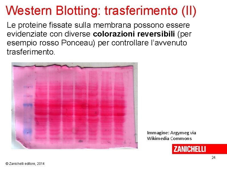 Western Blotting: trasferimento (II) Le proteine fissate sulla membrana possono essere evidenziate con diverse