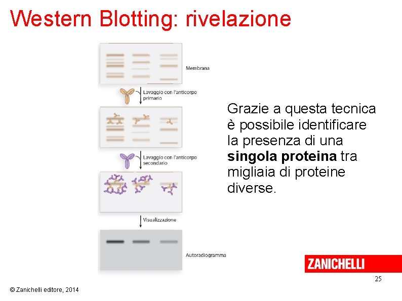 Western Blotting: rivelazione Grazie a questa tecnica è possibile identificare la presenza di una Western Blotting: rivelazione Grazie a questa tecnica è possibile identificare la presenza di una