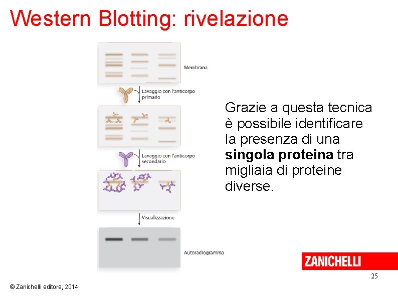 Western Blotting: rivelazione Grazie a questa tecnica è possibile identificare la presenza di una