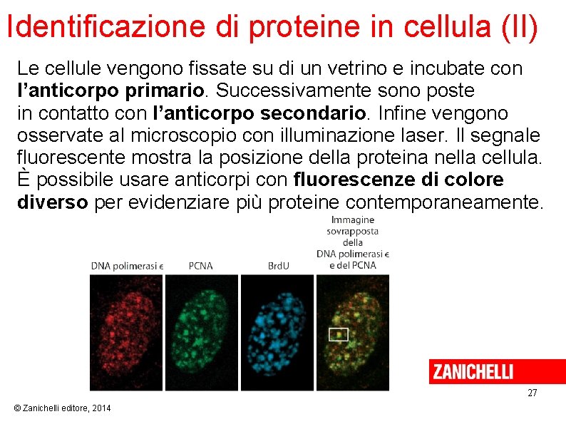 Identificazione di proteine in cellula (II) Le cellule vengono fissate su di un vetrino