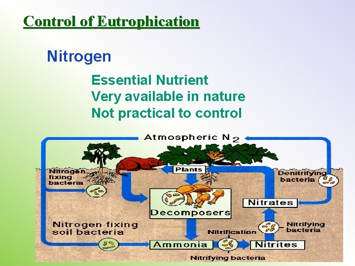 Control of Eutrophication Nitrogen Essential Nutrient Very available in nature Not practical to control