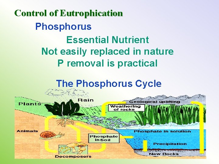 Control of Eutrophication Phosphorus Essential Nutrient Not easily replaced in nature P removal is