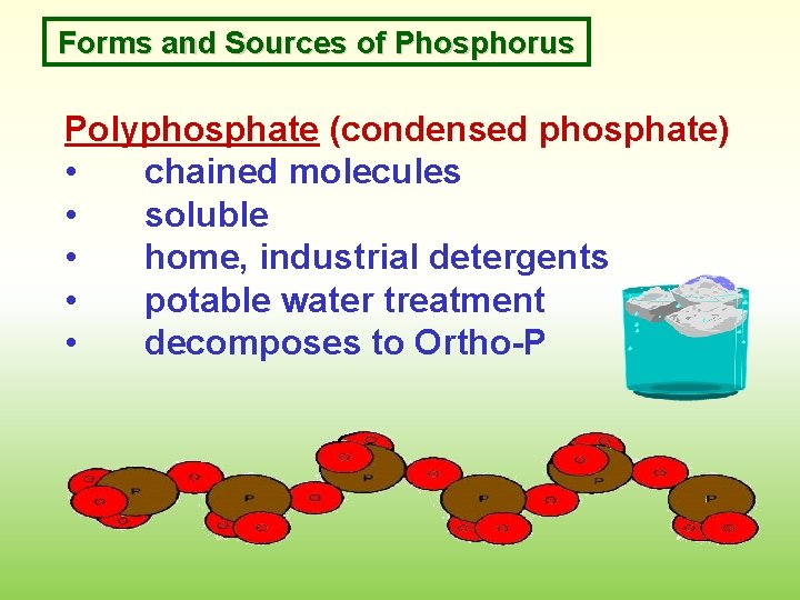 Forms and Sources of Phosphorus Polyphosphate (condensed phosphate) • chained molecules • soluble •