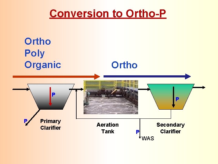 Conversion to Ortho-P Ortho Poly Organic Ortho P P Primary Clarifier P Aeration Tank