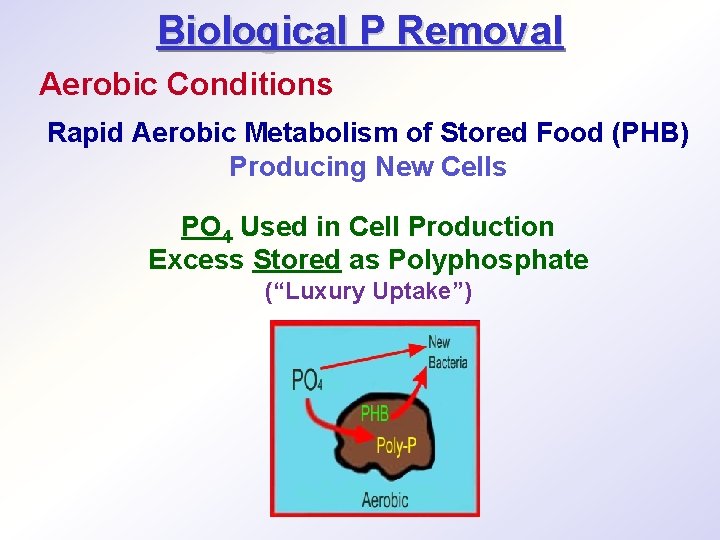 Biological P Removal Aerobic Conditions Rapid Aerobic Metabolism of Stored Food (PHB) Producing New