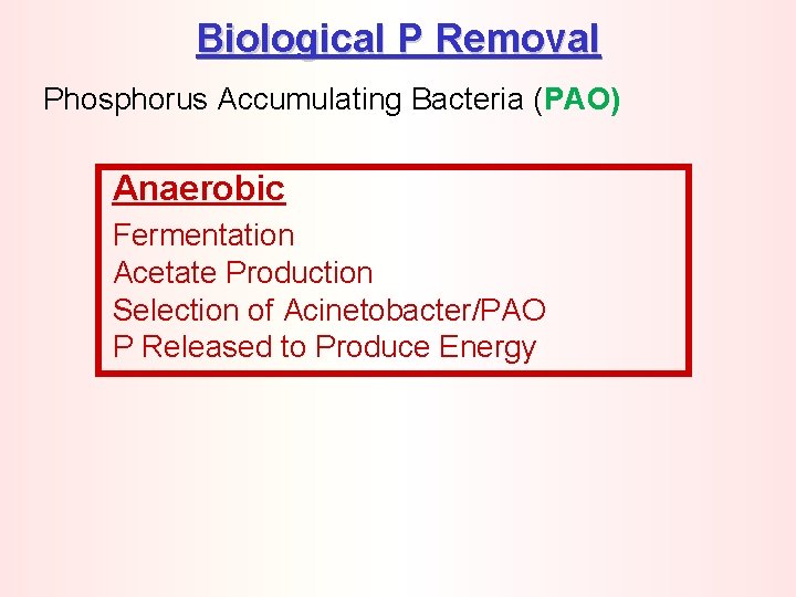 Biological P Removal Phosphorus Accumulating Bacteria (PAO) Anaerobic Fermentation Acetate Production Selection of Acinetobacter/PAO