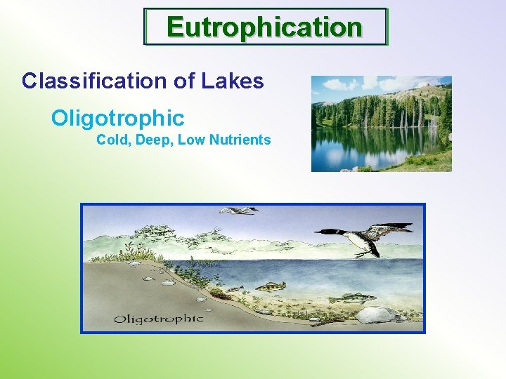 Eutrophication Classification of Lakes Oligotrophic Cold, Deep, Low Nutrients 