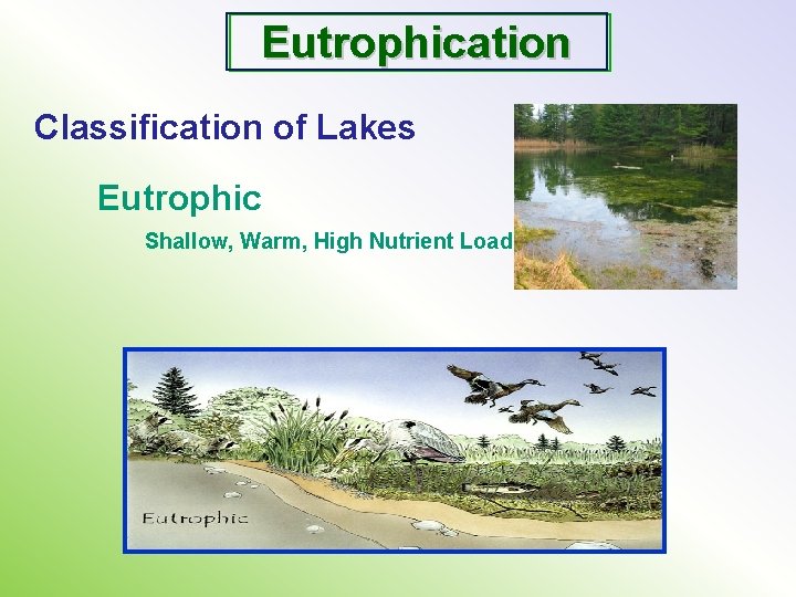 Eutrophication Classification of Lakes Eutrophic Shallow, Warm, High Nutrient Load 