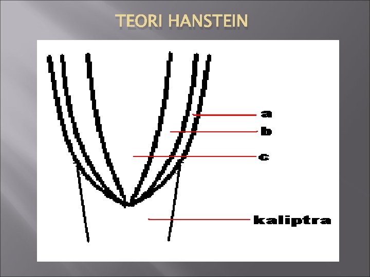 TEORI HANSTEIN 