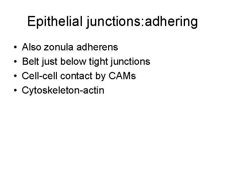 Epithelial junctions: adhering • • Also zonula adherens Belt just below tight junctions Cell-cell