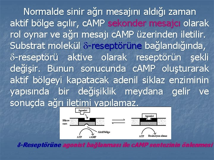 Normalde sinir ağrı mesajını aldığı zaman aktif bölge açılır, c. AMP sekonder mesajcı olarak