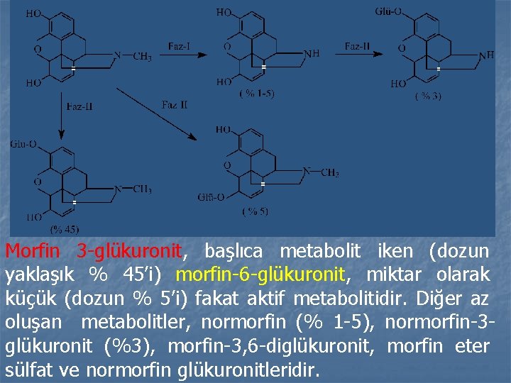 Morfin 3 -glükuronit, başlıca metabolit iken (dozun yaklaşık % 45’i) morfin-6 -glükuronit, miktar olarak