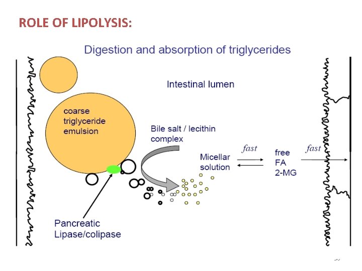 ROLE OF LIPOLYSIS: 30 