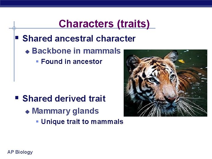 Characters (traits) § Shared ancestral character u Backbone in mammals § Found in ancestor