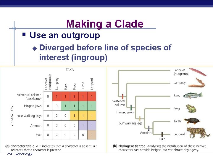 Making a Clade § Use an outgroup u AP Biology Diverged before line of