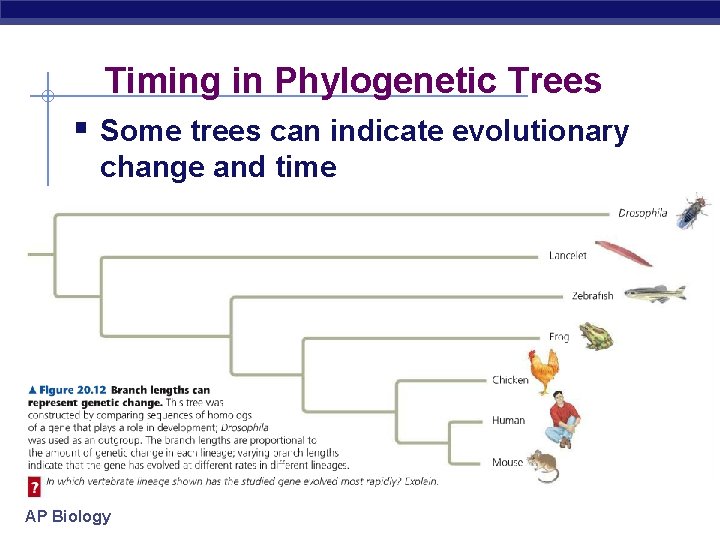 Timing in Phylogenetic Trees § Some trees can indicate evolutionary change and time AP