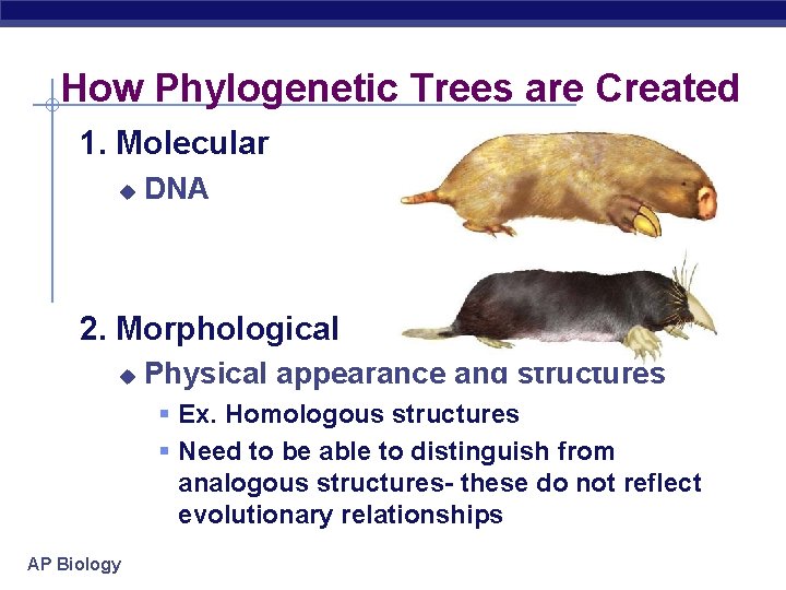 How Phylogenetic Trees are Created 1. Molecular u DNA 2. Morphological u Physical appearance