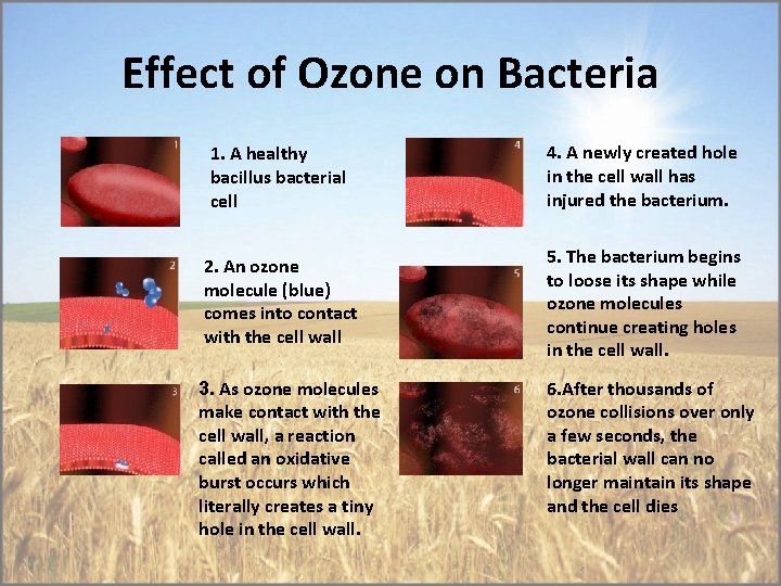 Effect of Ozone on Bacteria 1. A healthy bacillus bacterial cell 4. A newly