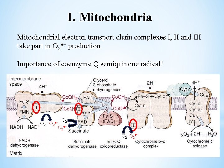 1. Mitochondrial electron transport chain complexes I, II and III take part in O